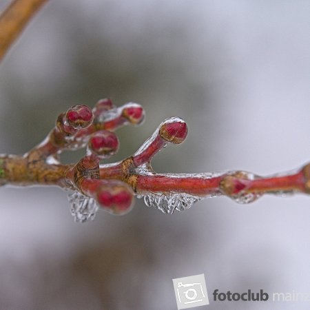 2025 Mein Bild - Britta Abé: &quot;Im Eismantel&quot;